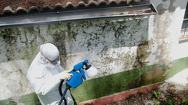 Top rated local Basement Mold Removal specialists in Pottersdale, PA